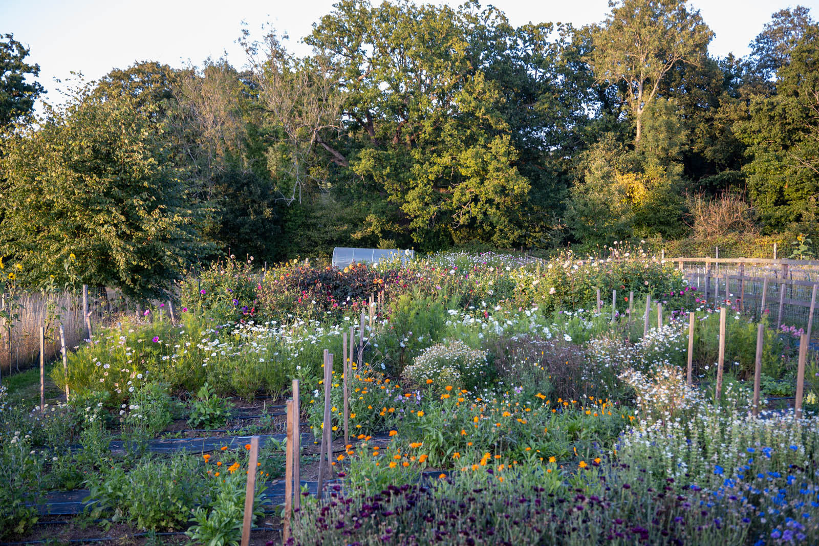 Hydons Flower Farm flower beds