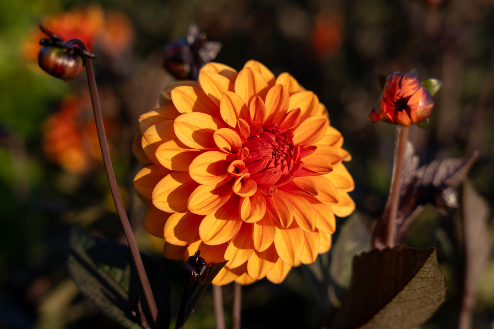 Fortnightly flower subscription